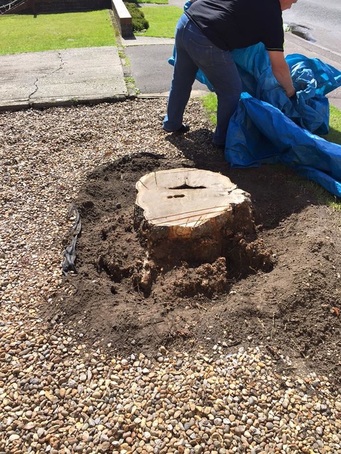 Mr Stump removing a tree stump Norwich 