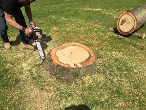 Tree stump Removal service in Dereham
