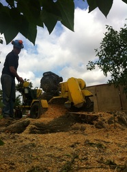tree stump removal Wymondham