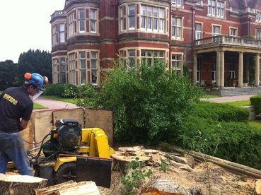 Tree stump removal in Norwich,
